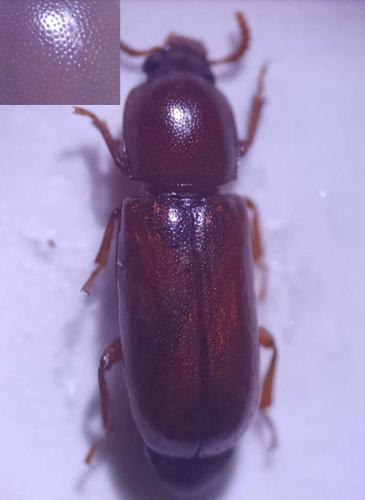 Réf. 352 454 : Corticeus fraxini